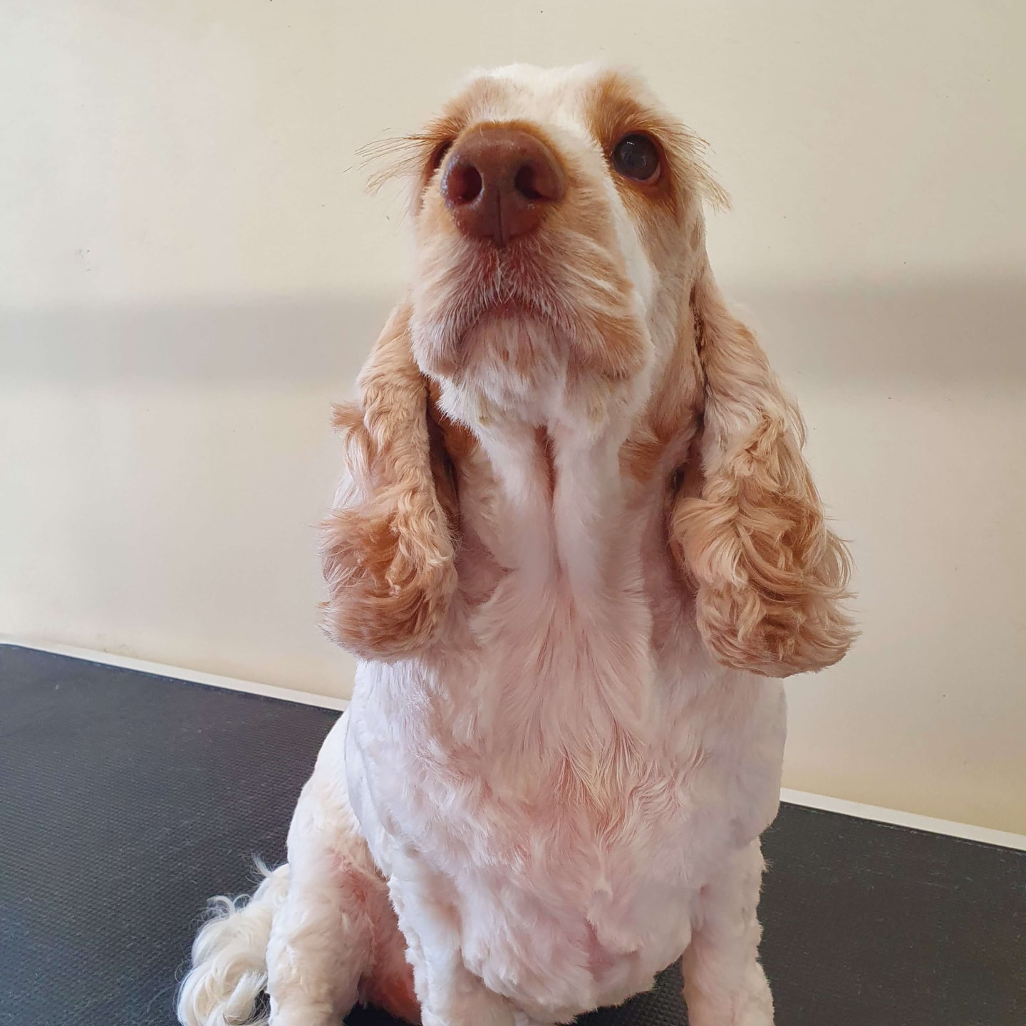 worthing dog groomer - leia - cocker spaniel